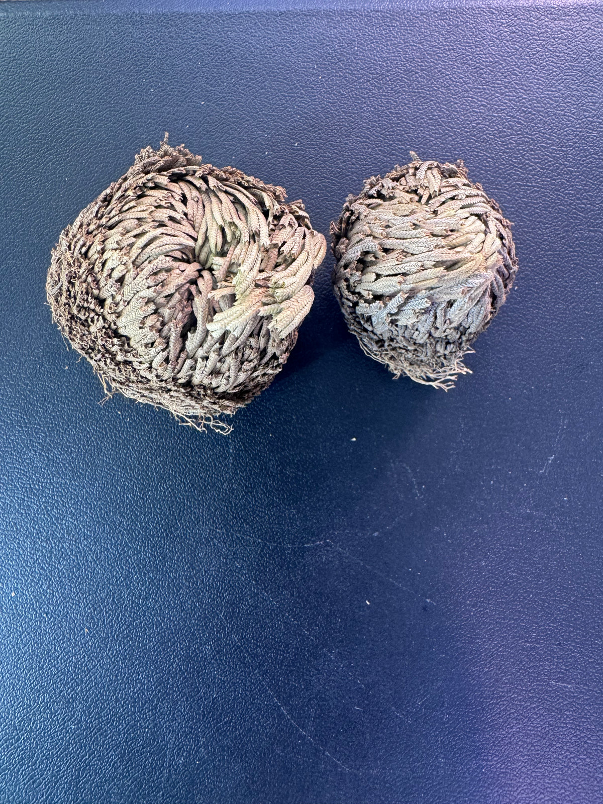 🌿 Rose of Jericho | Resurrection Plant 🌿  ✨ 2 for $5! ✨  (Selaginella lepidophylla)