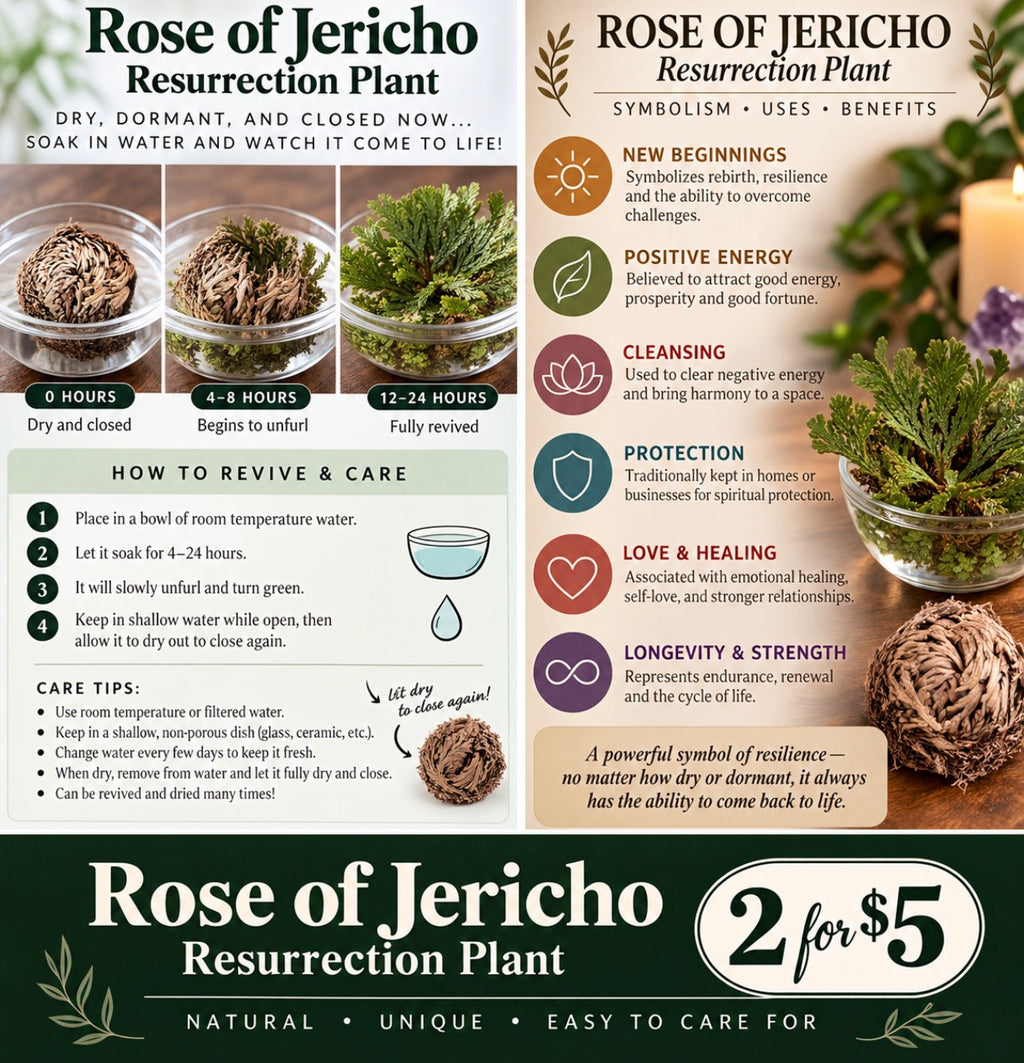 🌿 Rose of Jericho | Resurrection Plant 🌿  ✨ 2 for $5! ✨  (Selaginella lepidophylla)