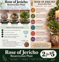 🌿 Rose of Jericho | Resurrection Plant 🌿  ✨ 2 for $5! ✨  (Selaginella lepidophylla)