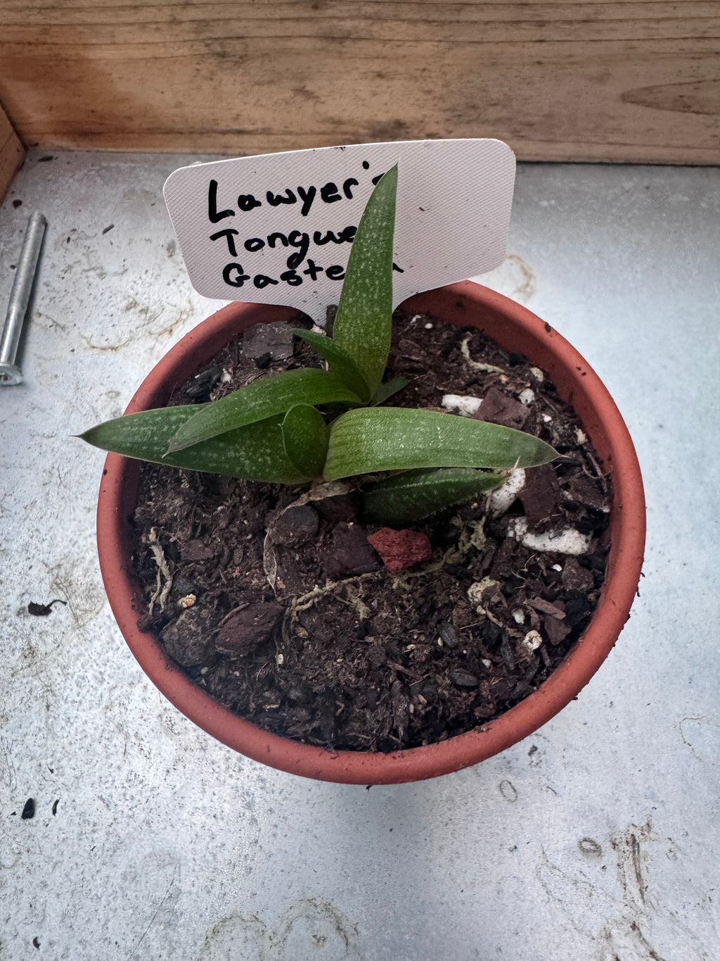 Lawyer’s Tongue Gasteria Succulent