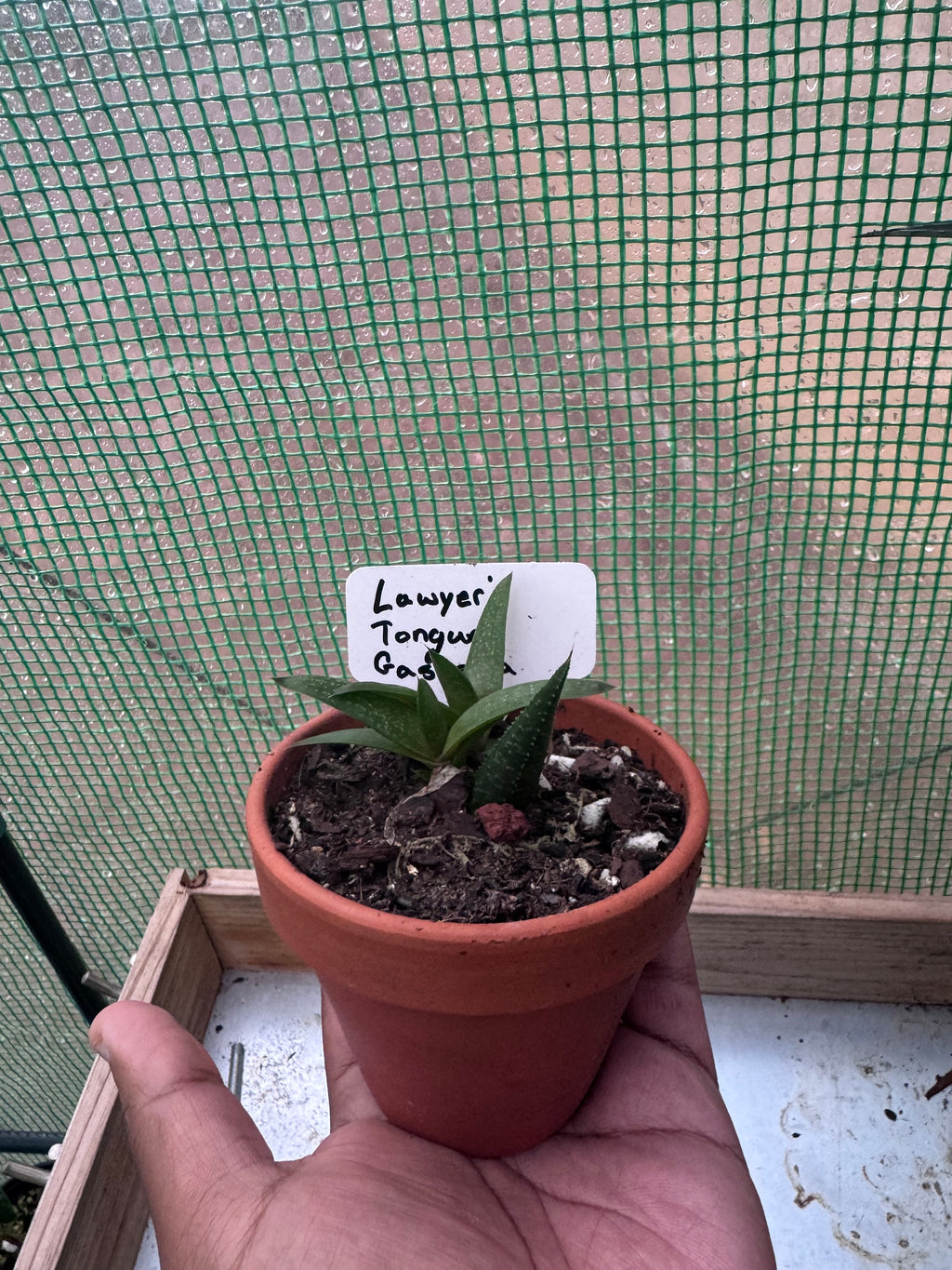Lawyer’s Tongue Gasteria Succulent