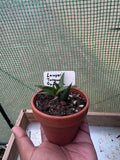 Lawyer’s Tongue Gasteria Succulent