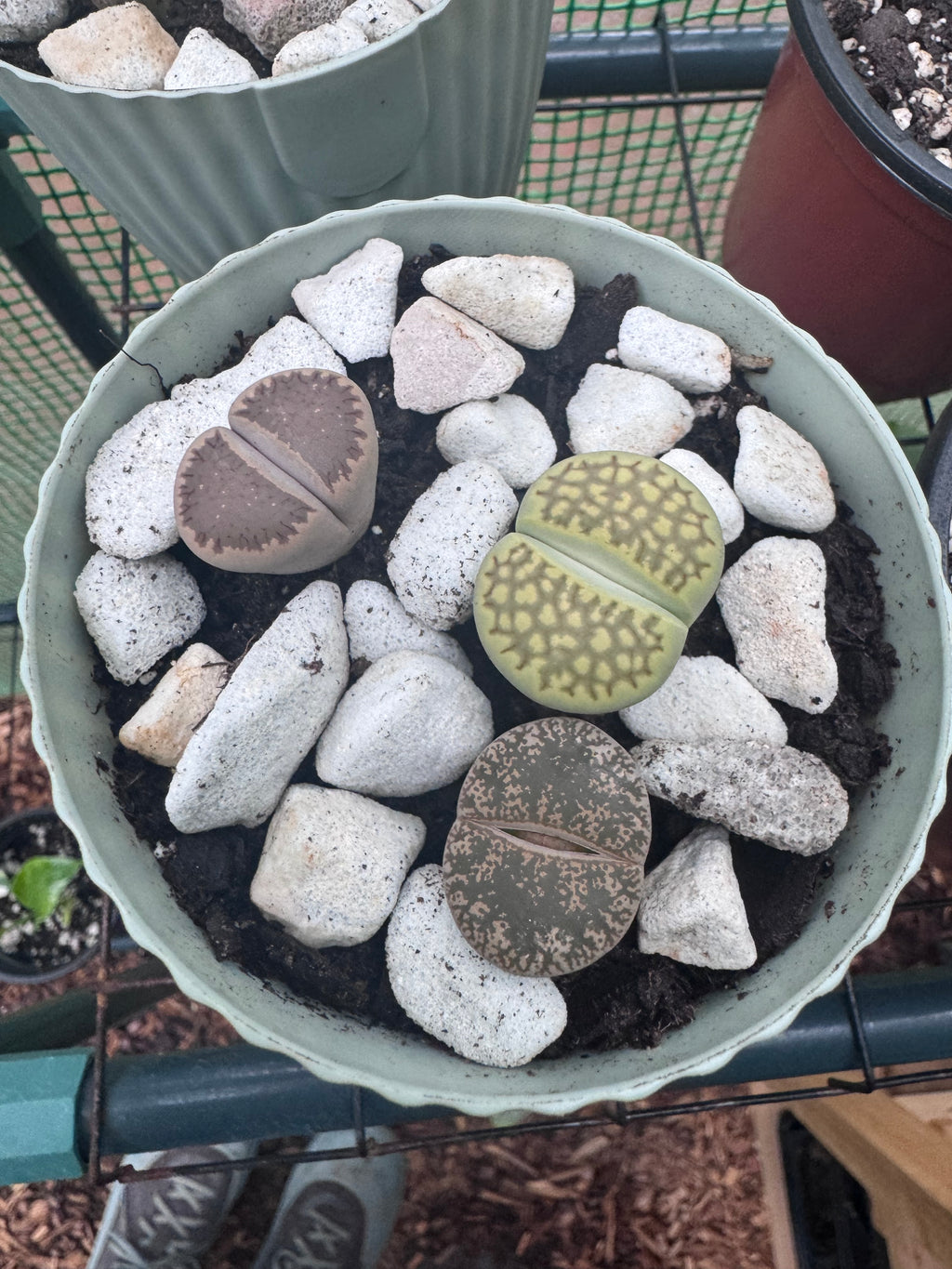 Lithops “Living Stone” Succulents