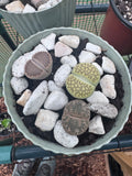 Lithops “Living Stone” Succulents