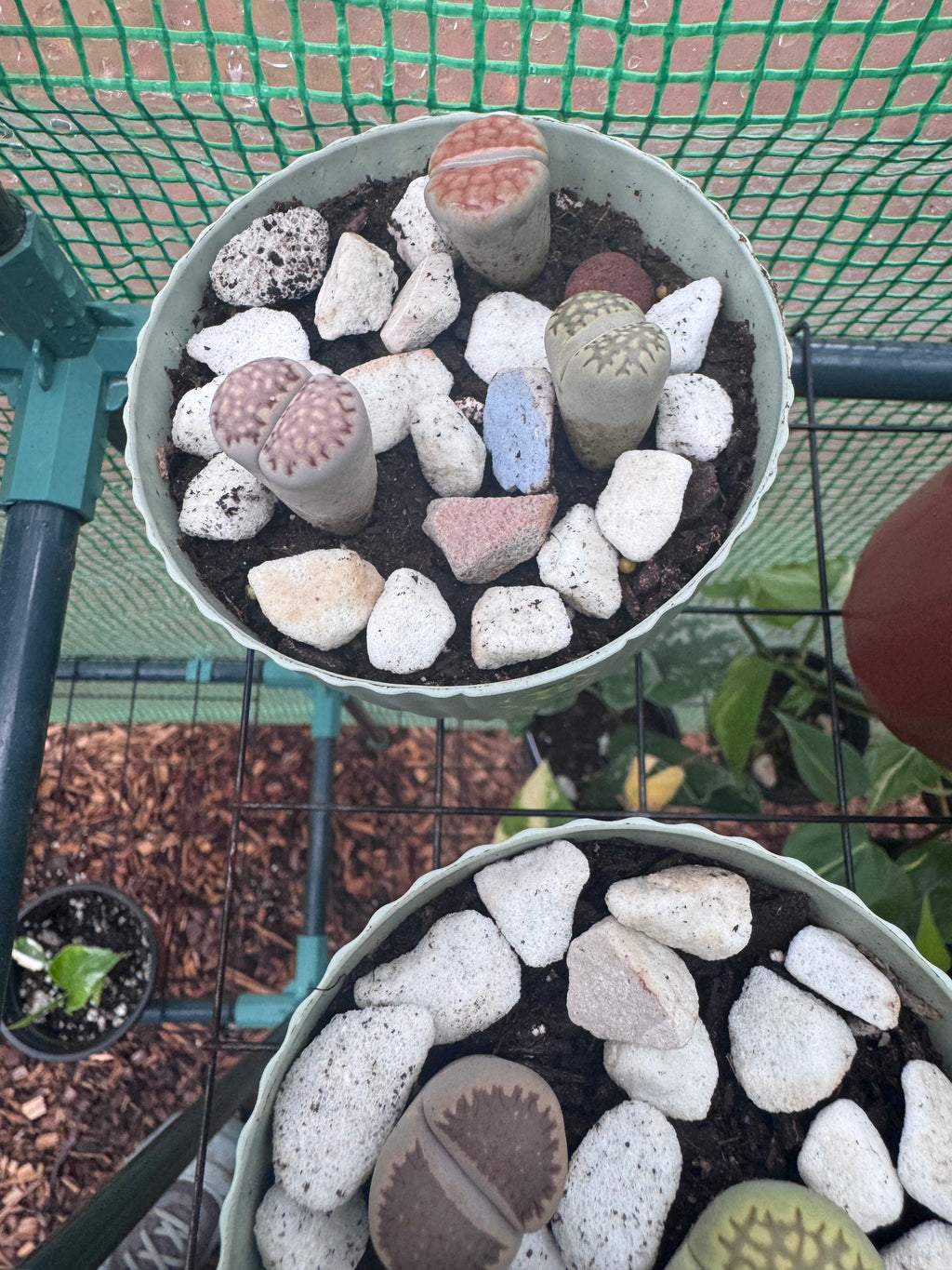 Lithops “Living Stone” Succulents