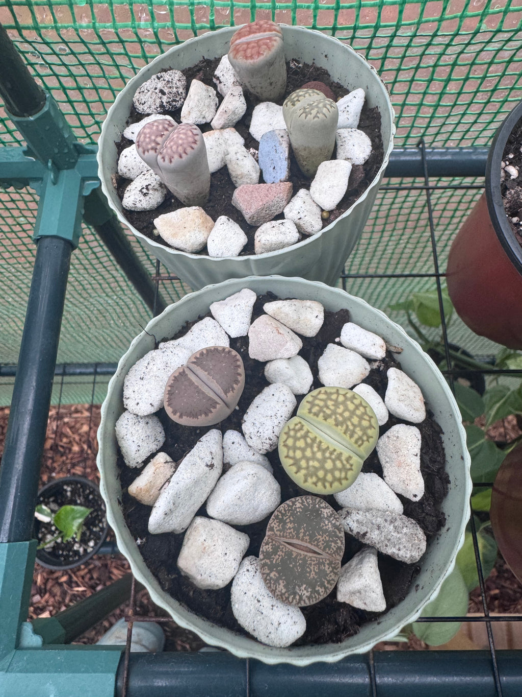 Lithops “Living Stone” Succulents