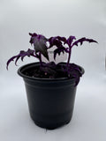 Purple Passion Plant