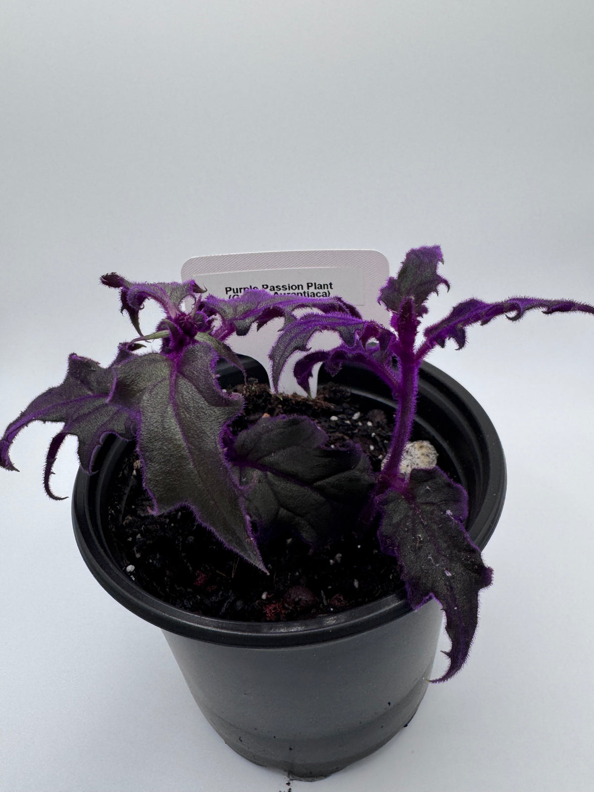 Purple Passion Plant