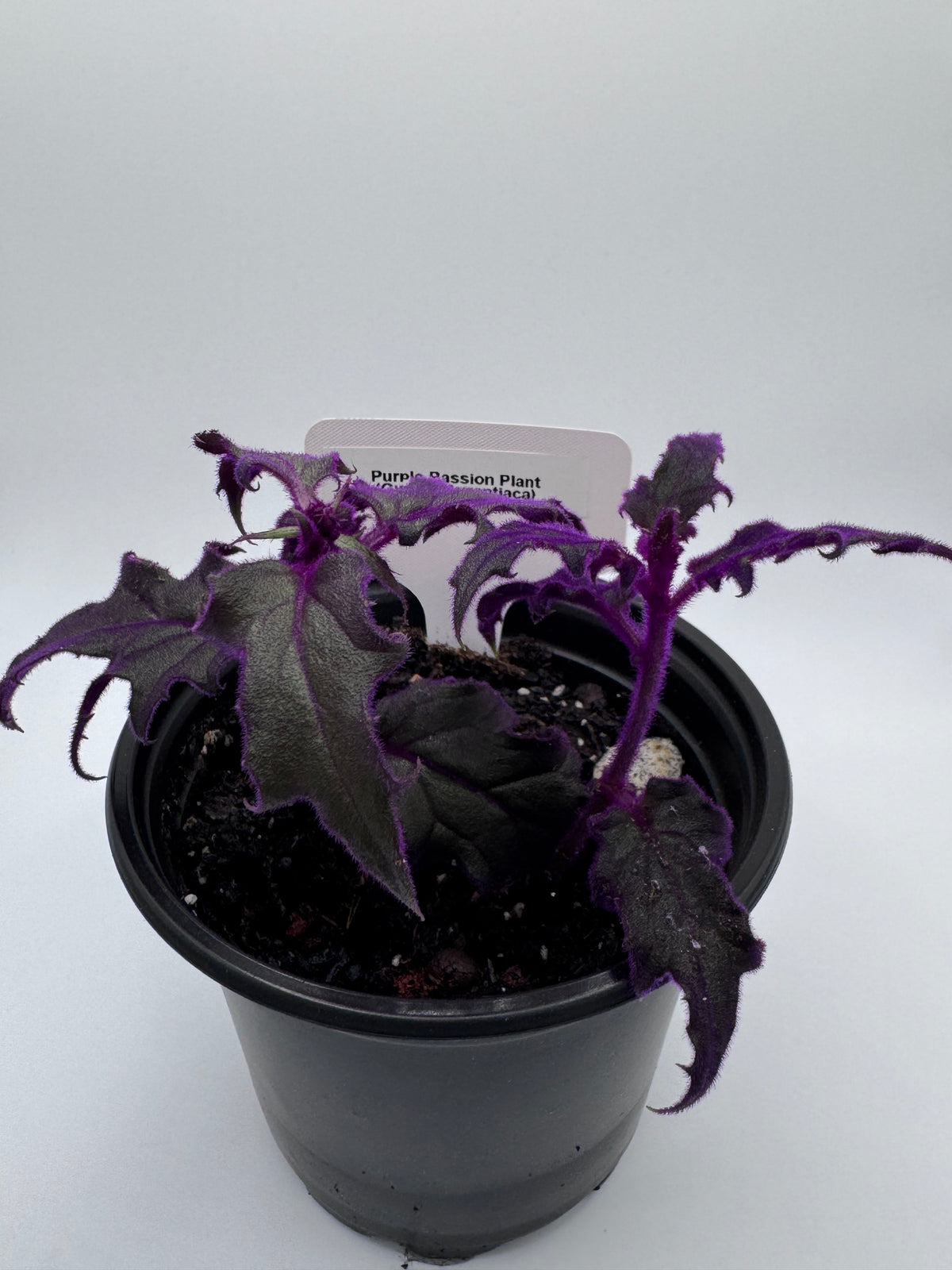 Purple Passion Plant