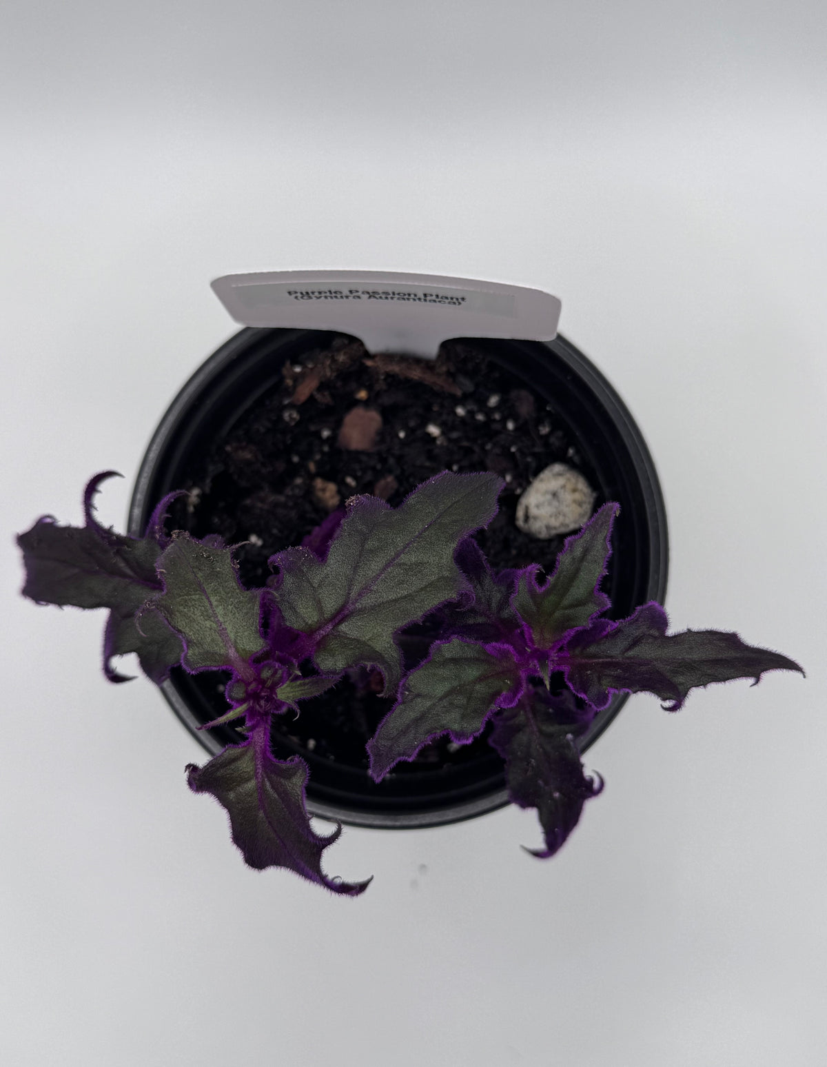 Purple Passion Plant