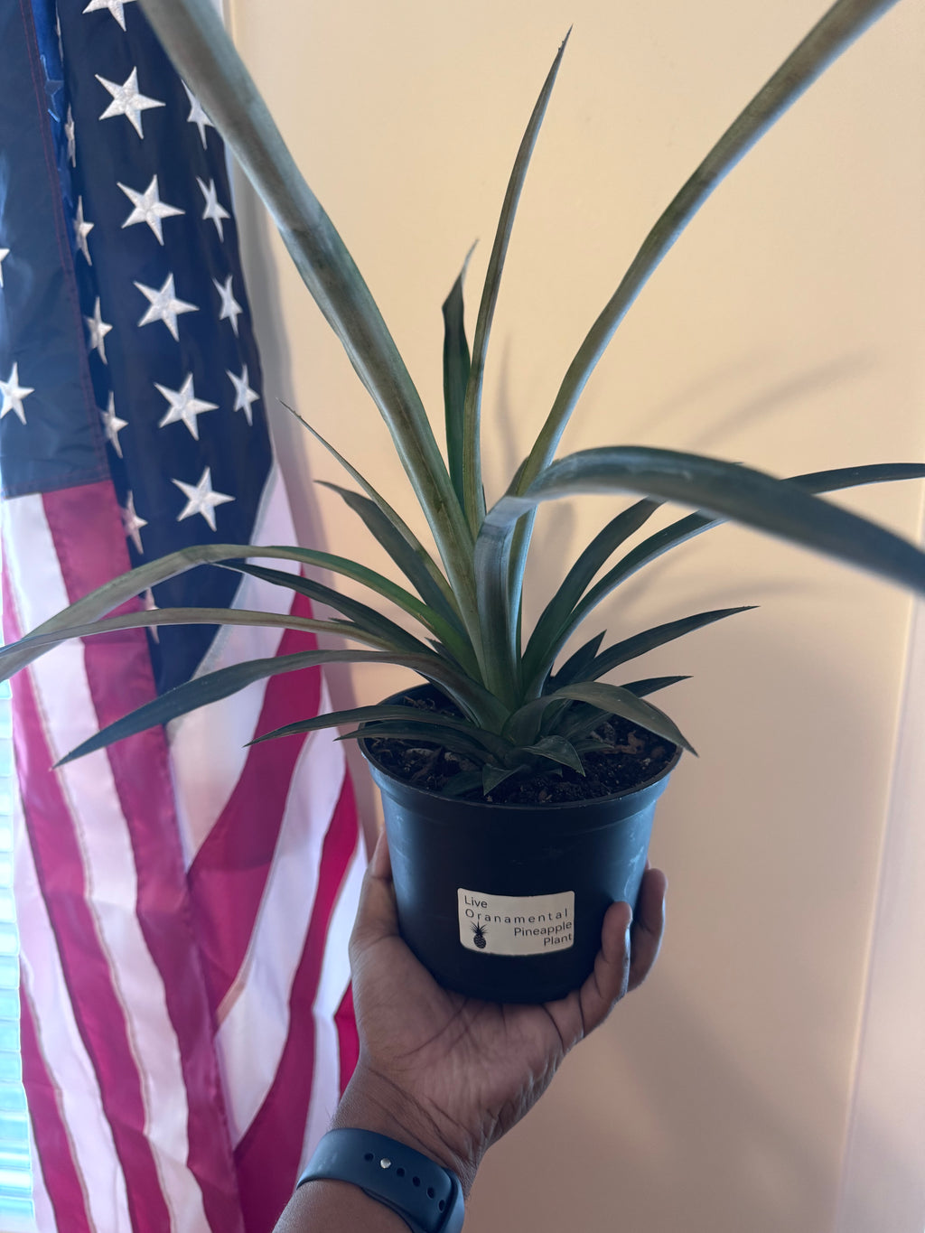 Ornamental Pineapple Plant