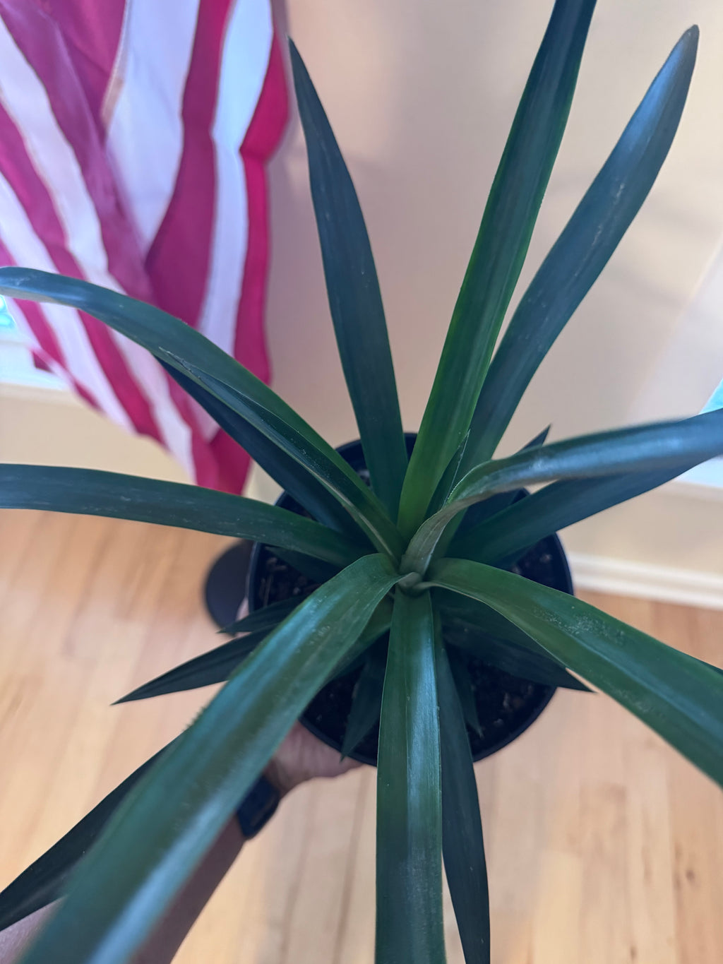 Ornamental Pineapple Plant