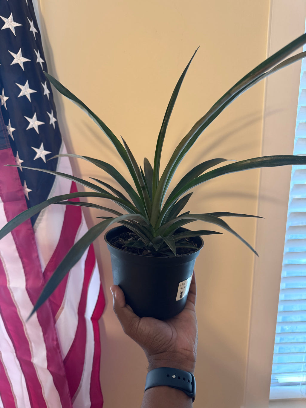 Ornamental Pineapple Plant