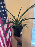 Ornamental Pineapple Plant