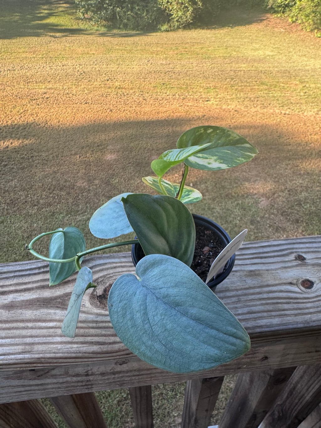 "Satin & Gold" Satin Pothos & Golden Pothos Bundle