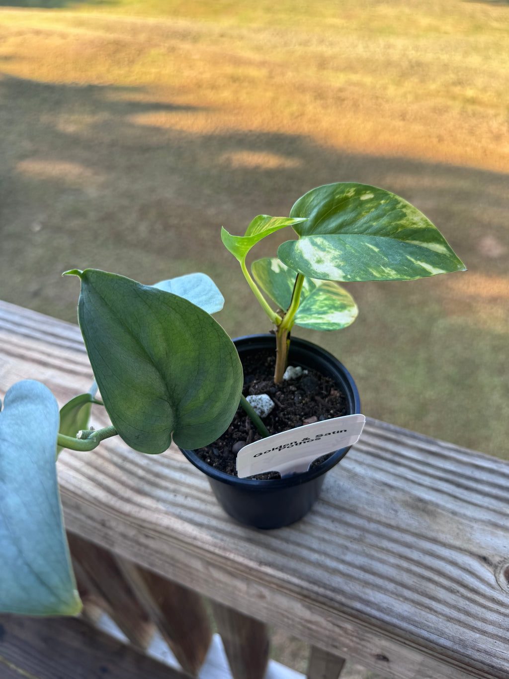 "Satin & Gold" Satin Pothos & Golden Pothos Bundle