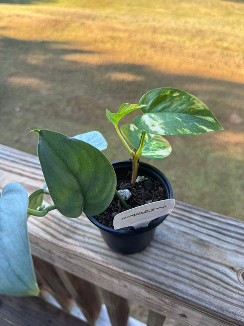 "Satin & Gold" Satin Pothos & Golden Pothos Bundle