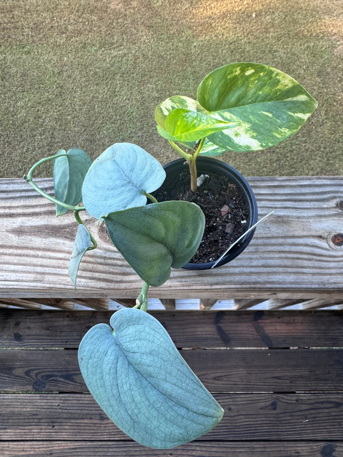 "Satin & Gold" Satin Pothos & Golden Pothos Bundle