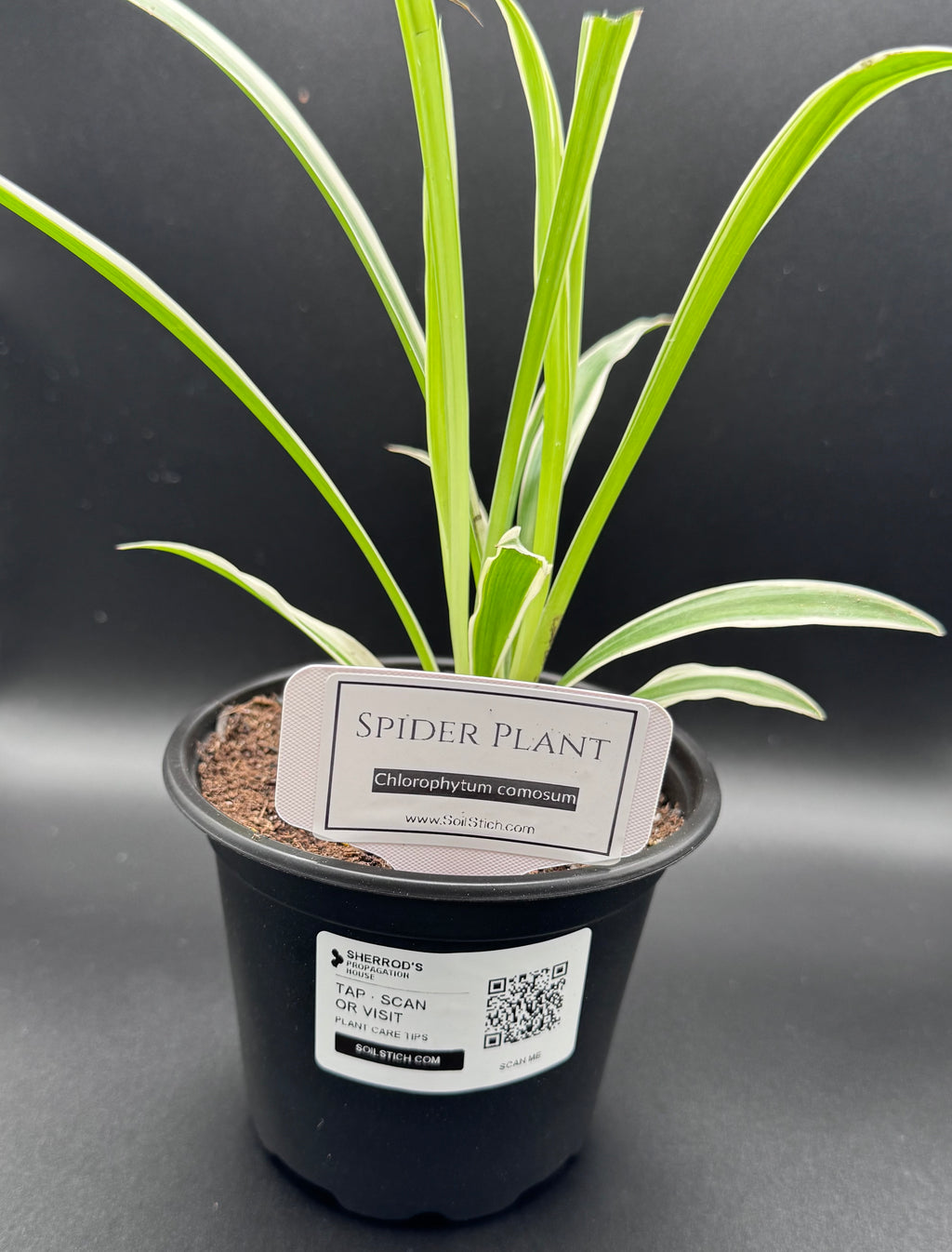 Spider Plant