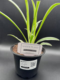 Spider Plant
