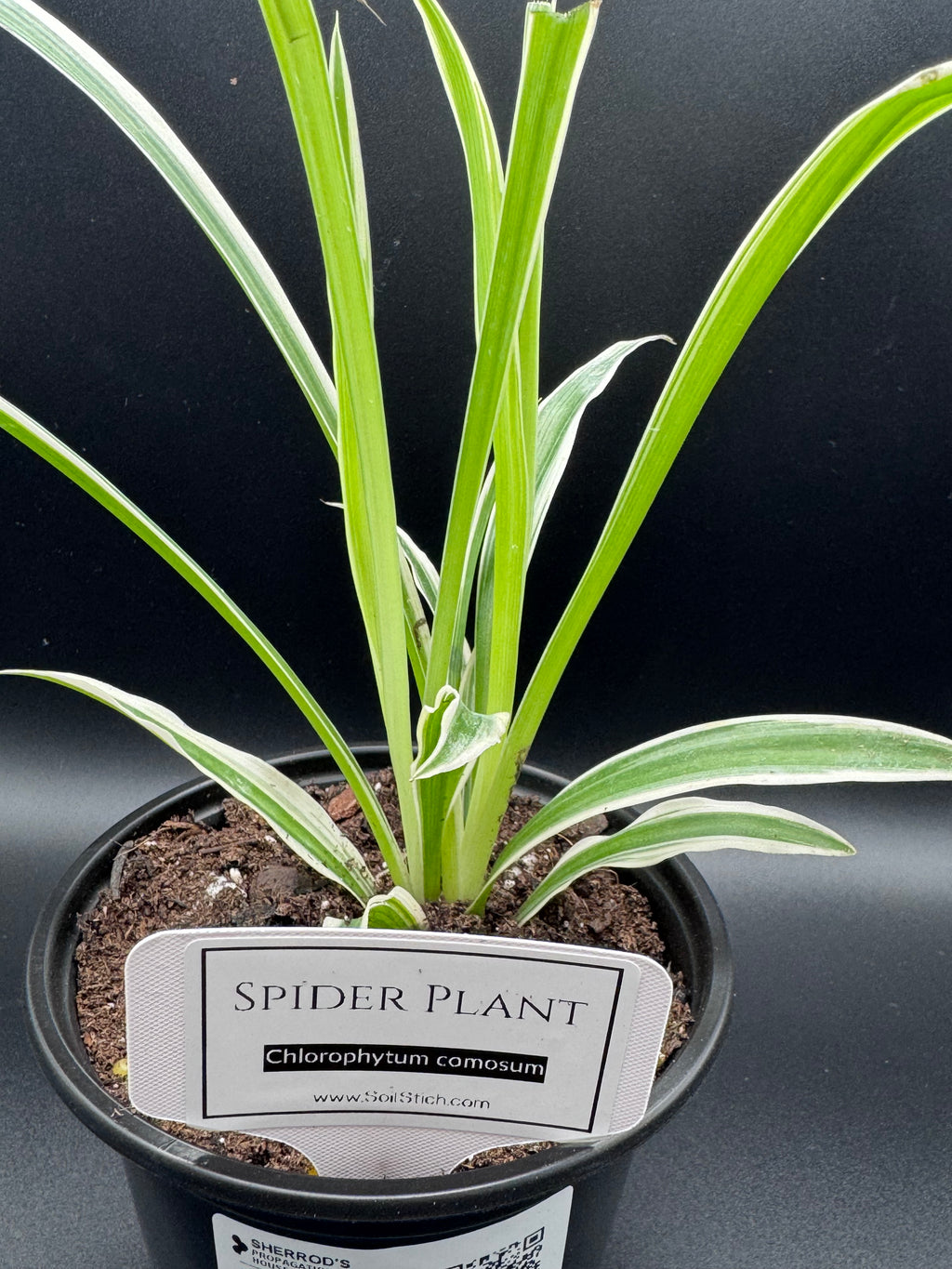 Spider Plant