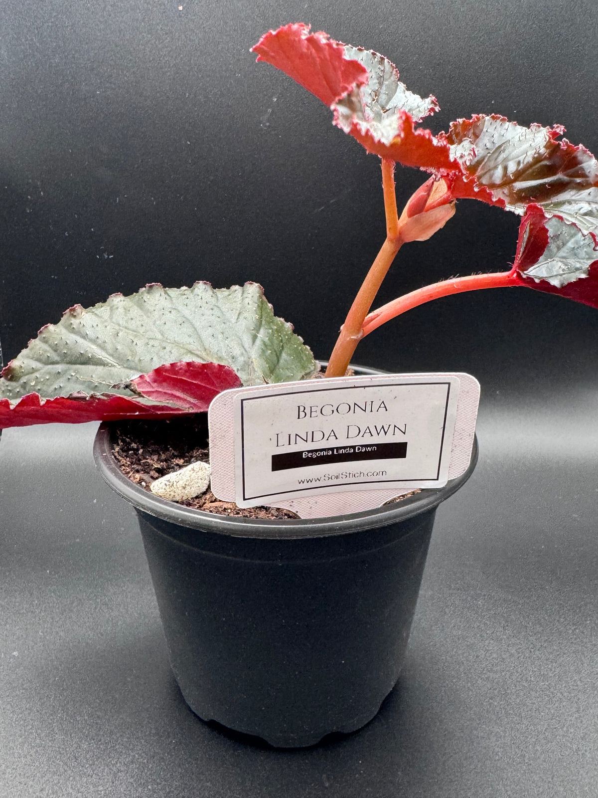 Begonia Linda Dawn