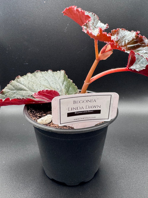 Begonia Linda Dawn