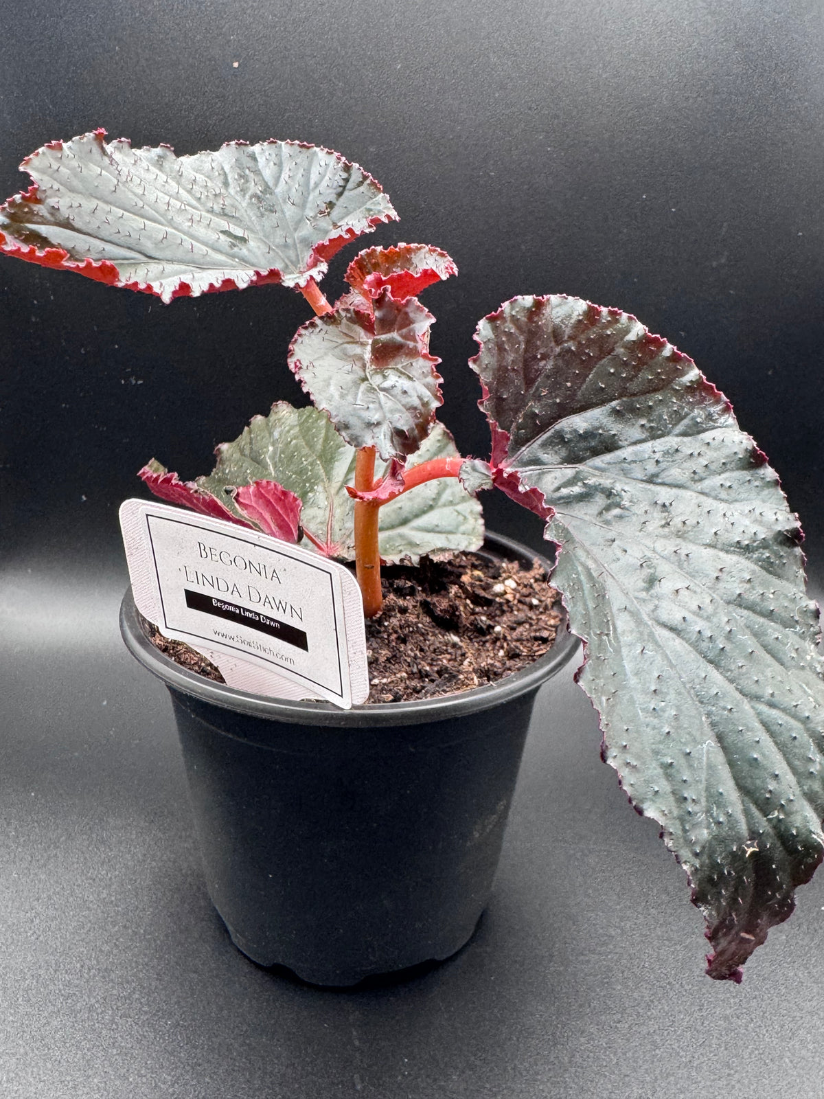 Begonia Linda Dawn