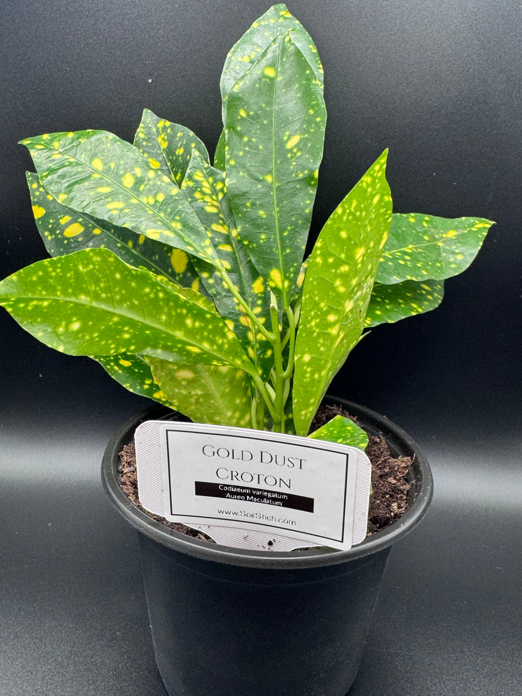 Gold Dust Croton