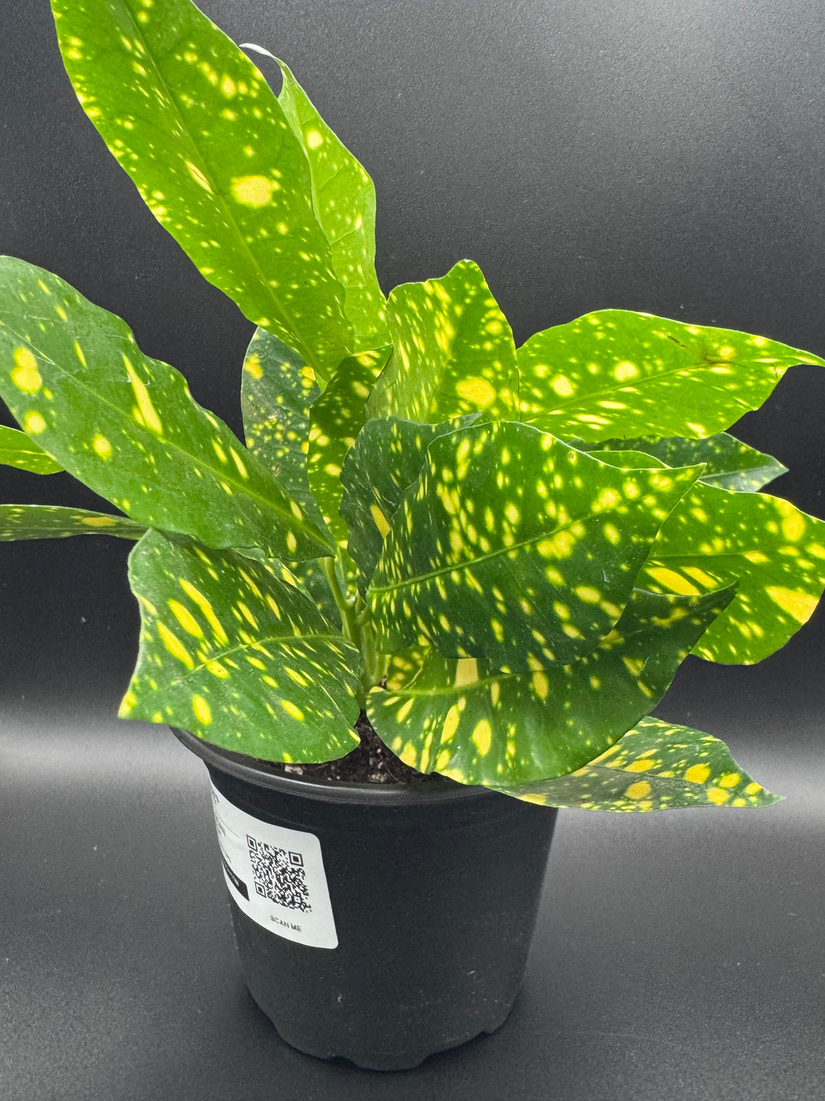 Gold Dust Croton