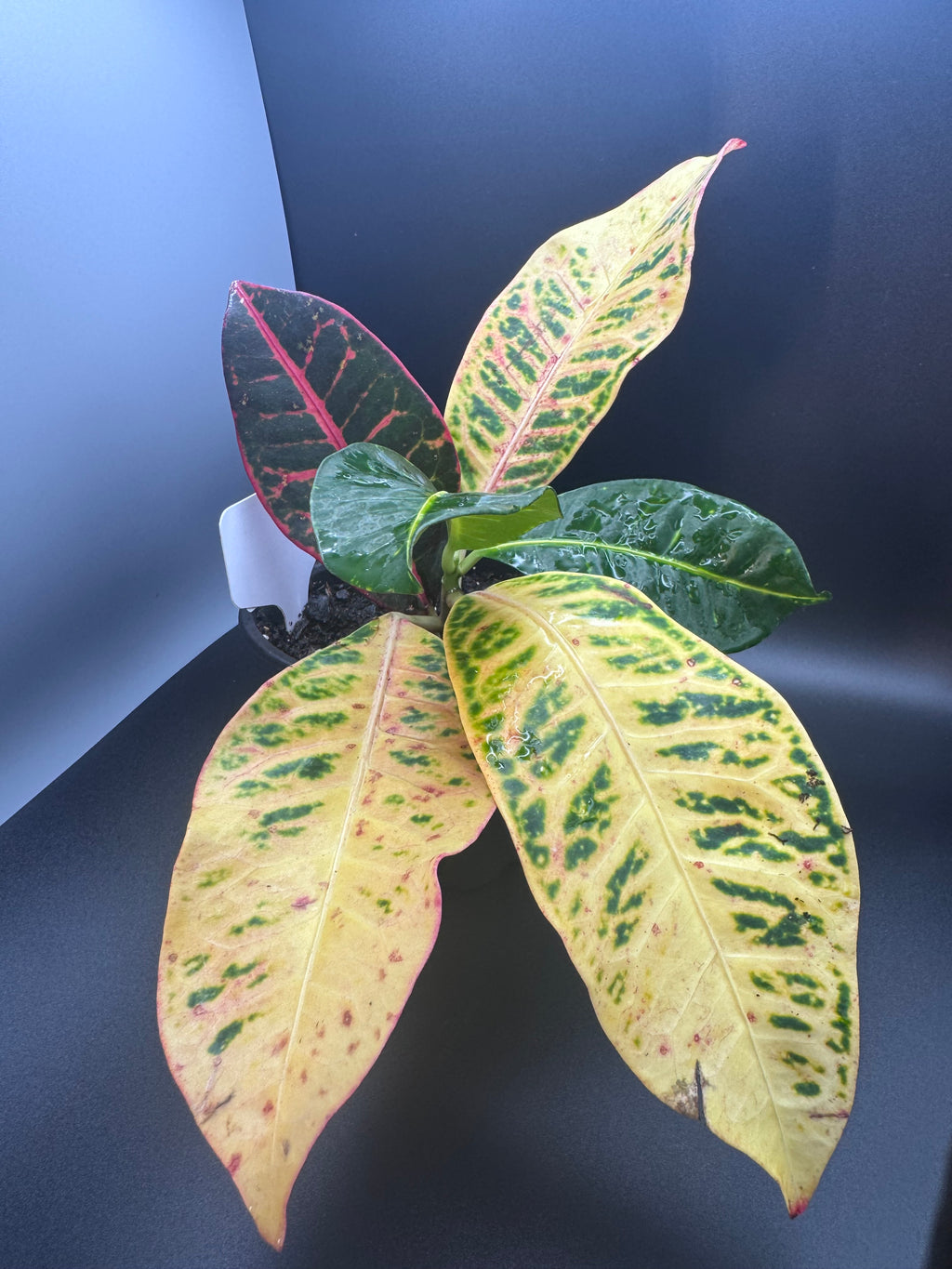 Variegated Croton