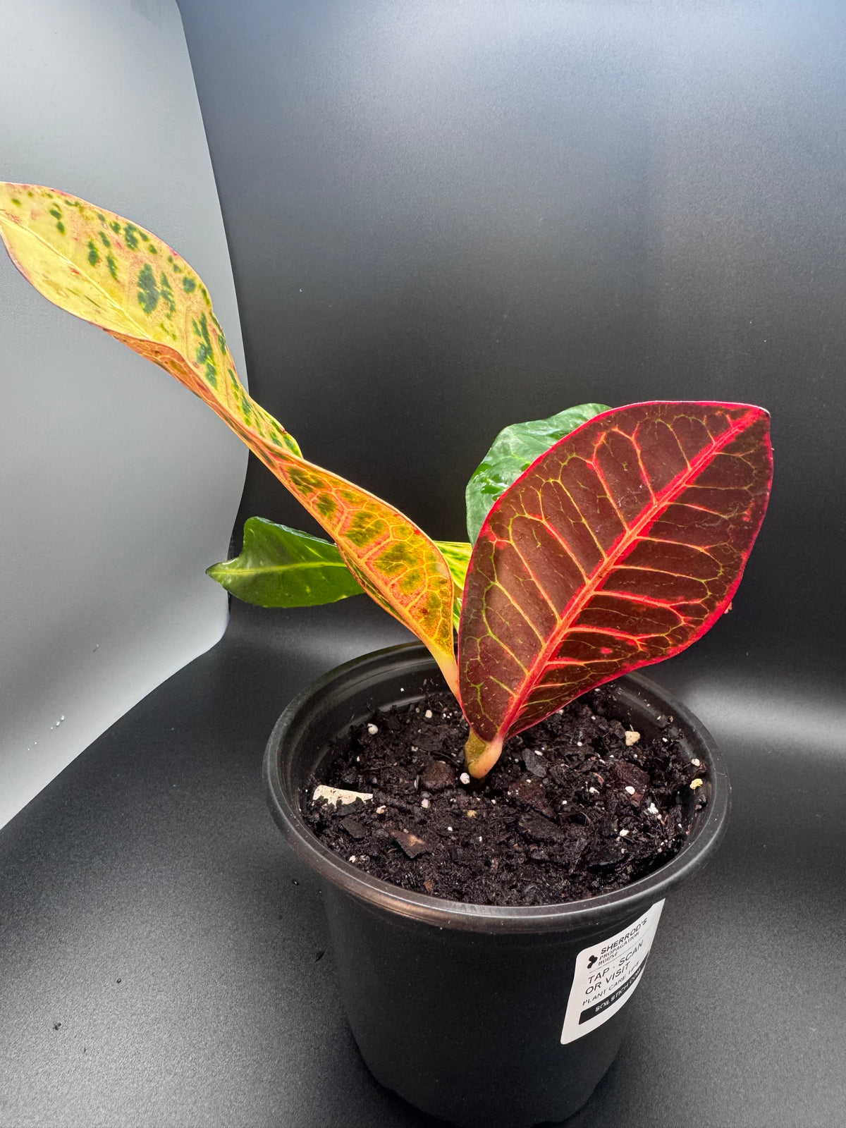 Variegated Croton