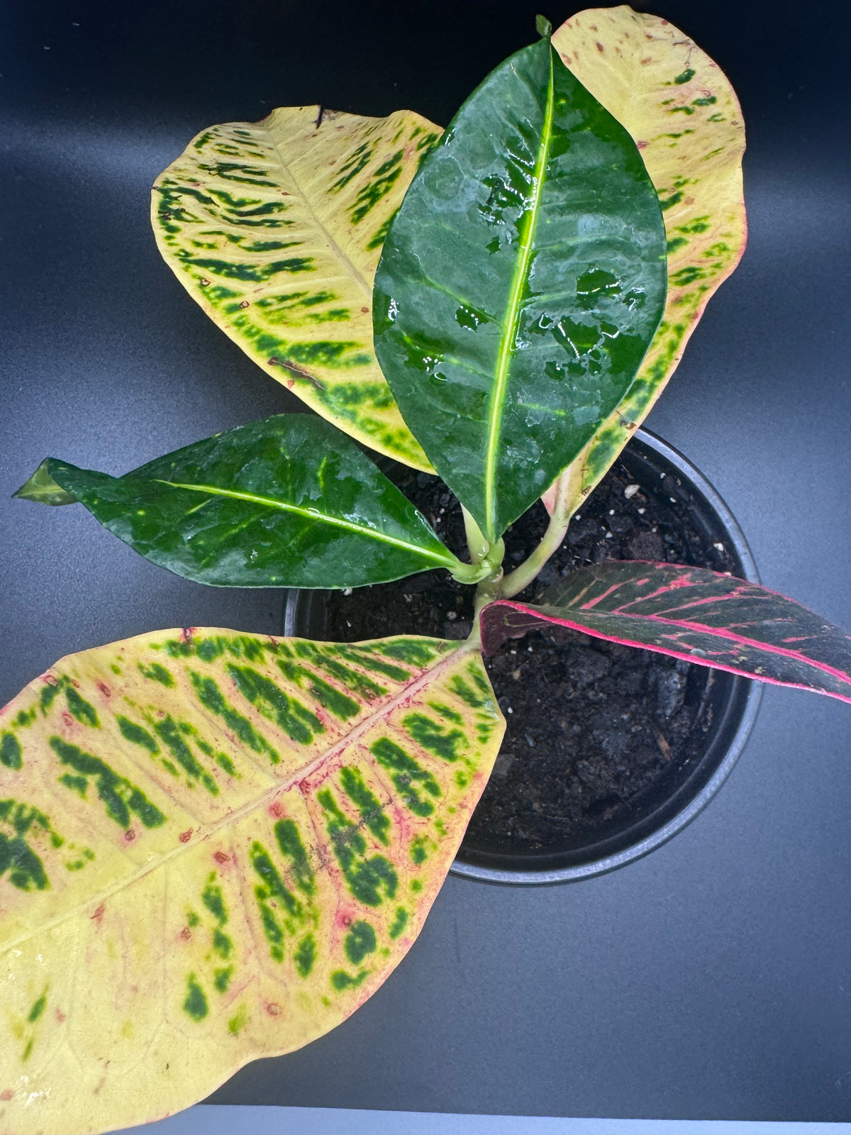 Variegated Croton