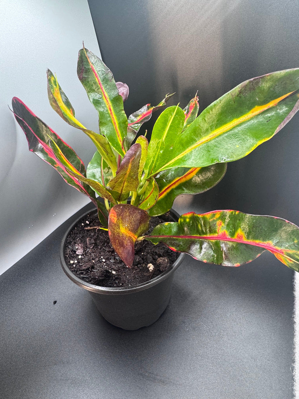 Colorful Croton