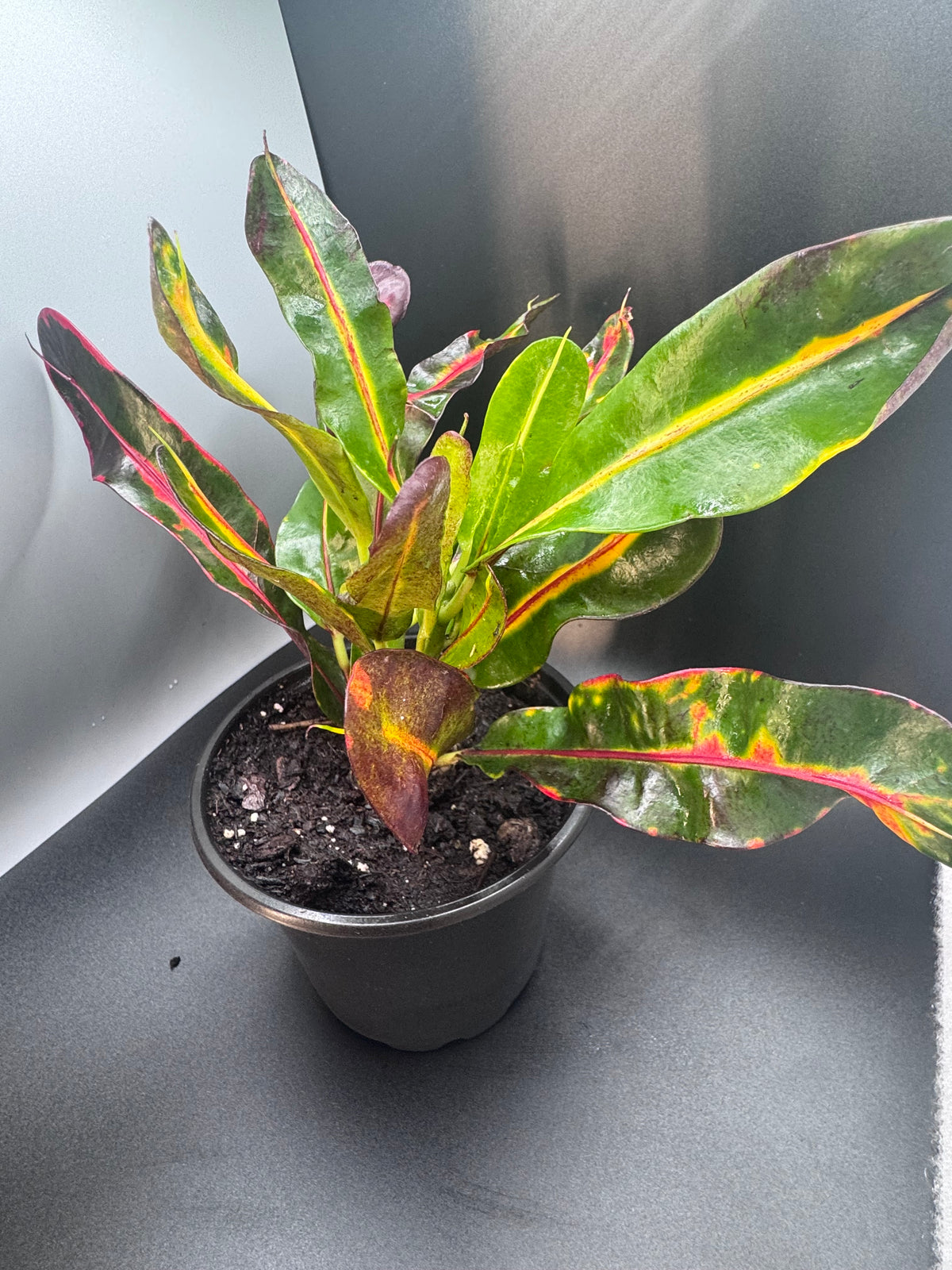 Colorful Croton