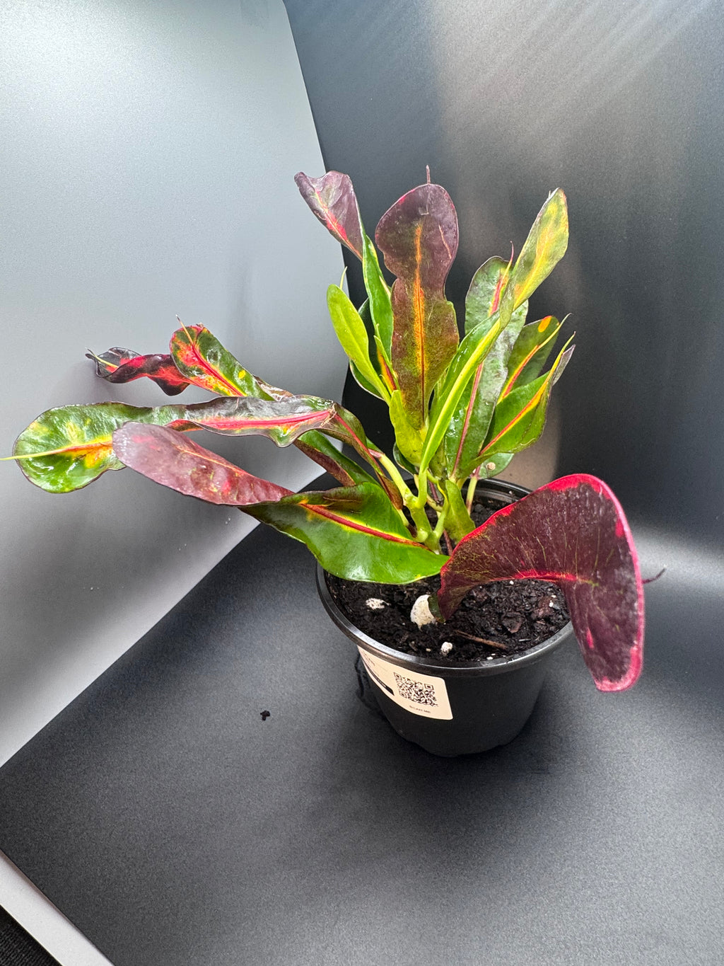 Colorful Croton