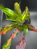 Colorful Croton