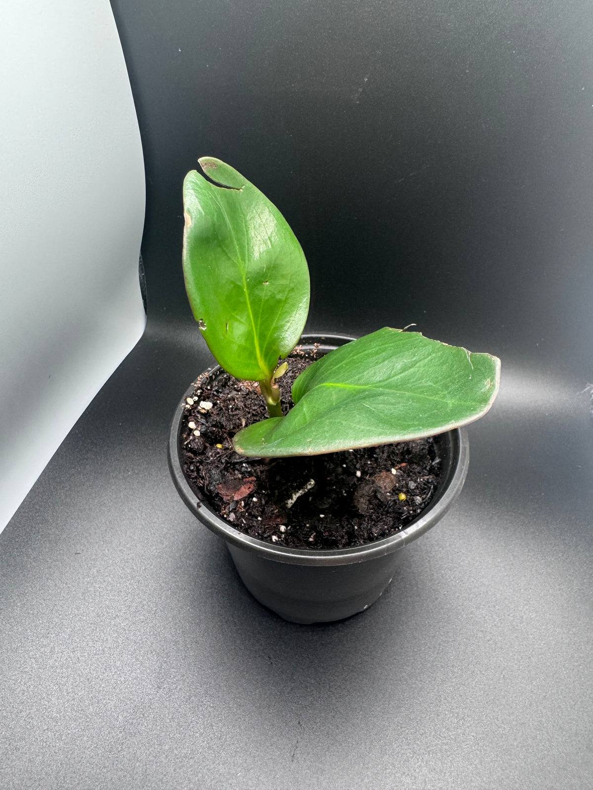 Baby Rubber Plant (Peperomia obtusifolia)