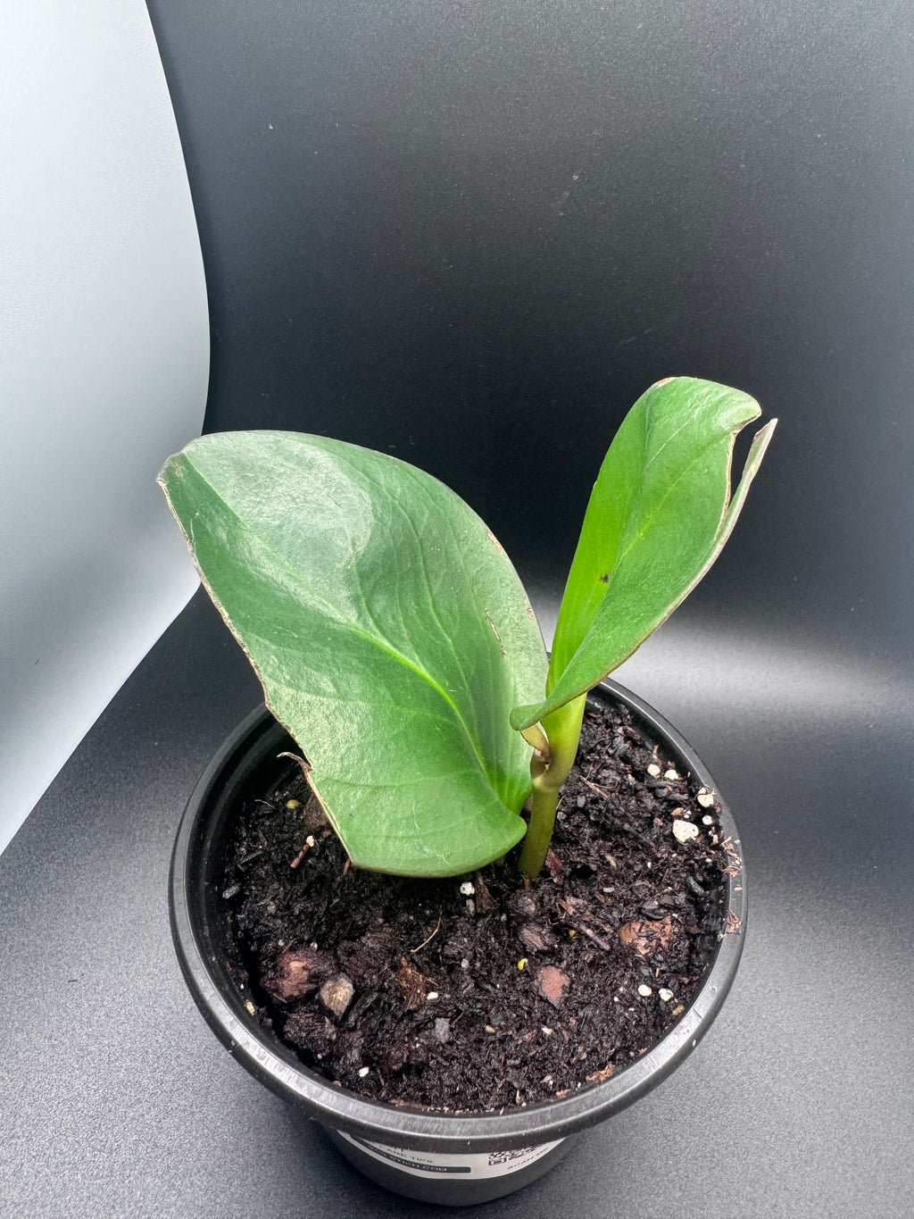 Baby Rubber Plant (Peperomia obtusifolia)