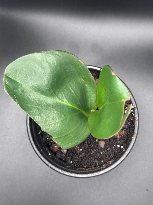 Baby Rubber Plant (Peperomia obtusifolia)