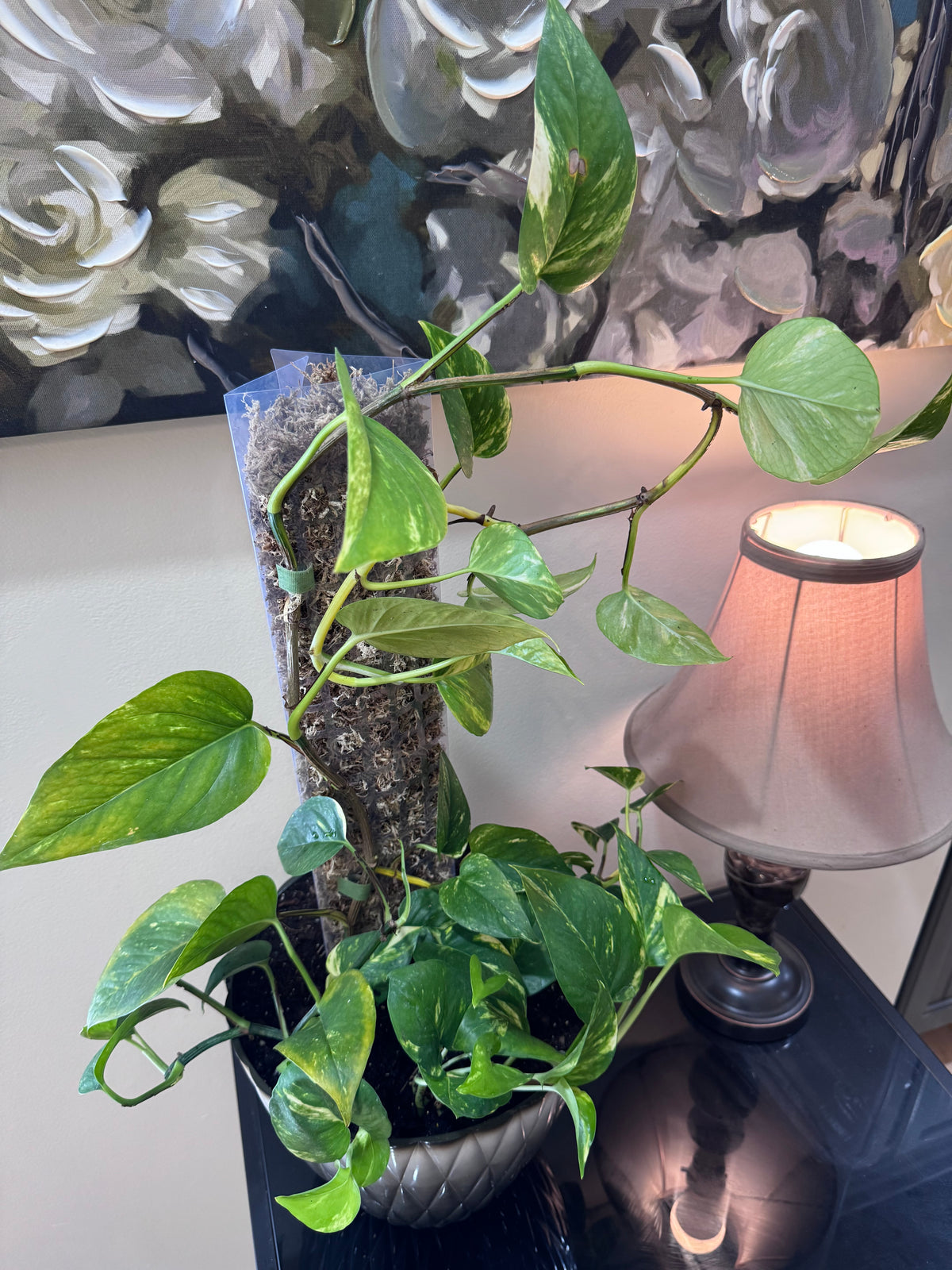 Large Golden Pothos on Moss Pole - Decorative Planter
