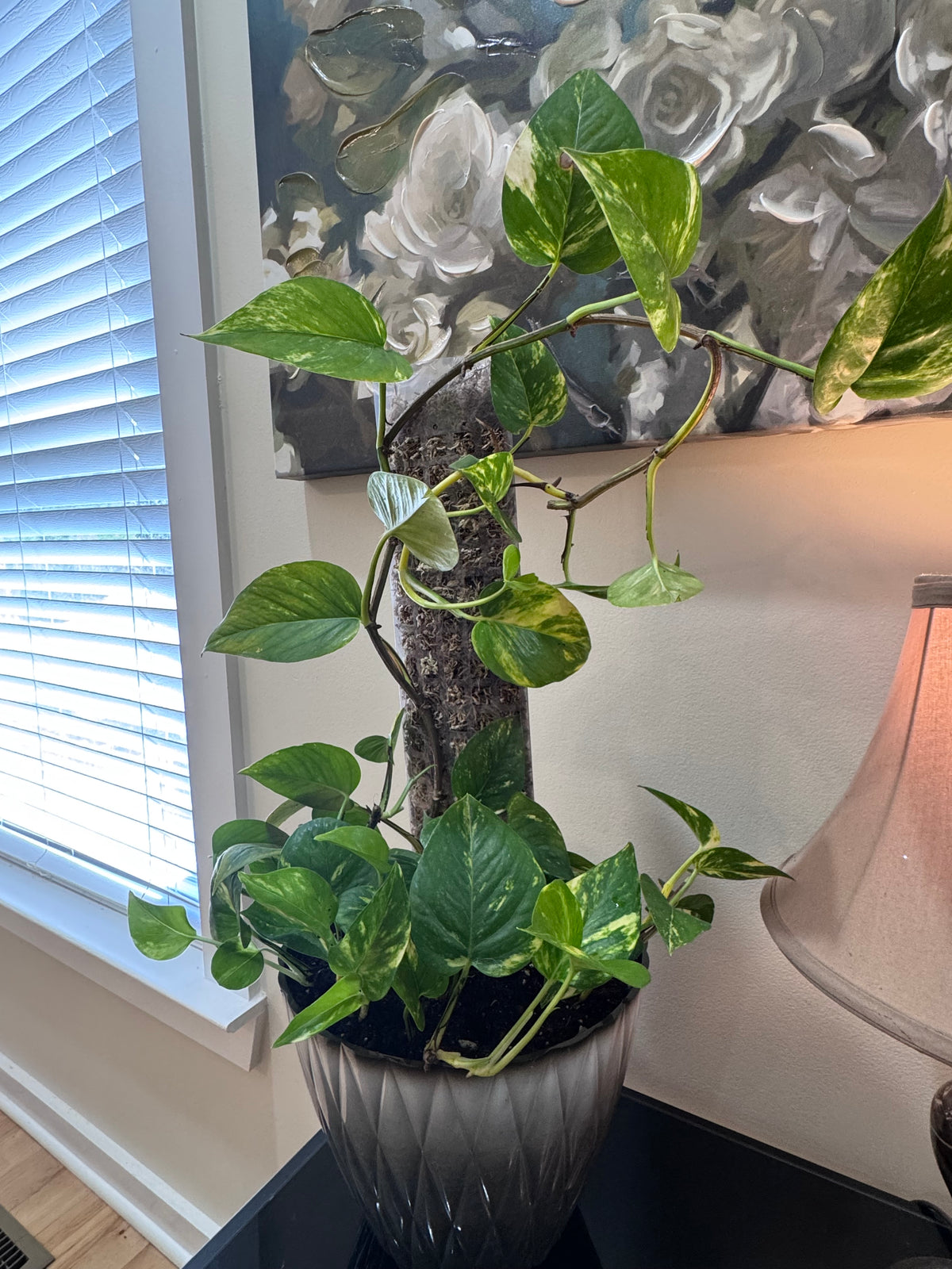 Large Golden Pothos on Moss Pole - Decorative Planter