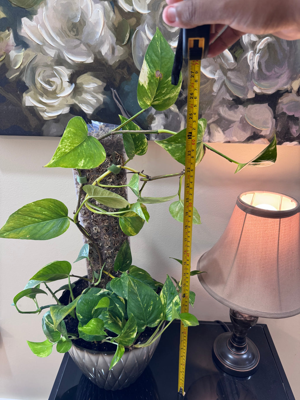 Large Golden Pothos on Moss Pole - Decorative Planter
