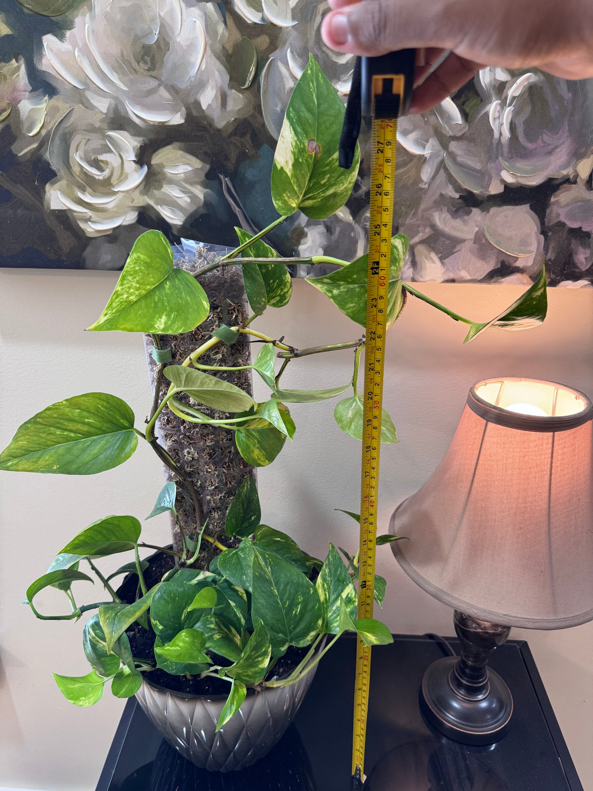 Large Golden Pothos on Moss Pole - Decorative Planter