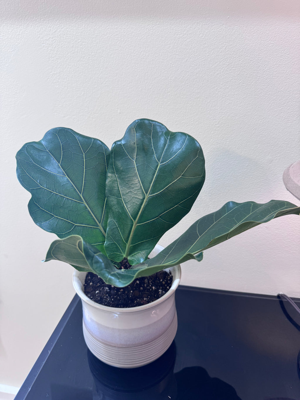 Fiddle Leaf Fig — Rooted & Potted in Ceramic Planter