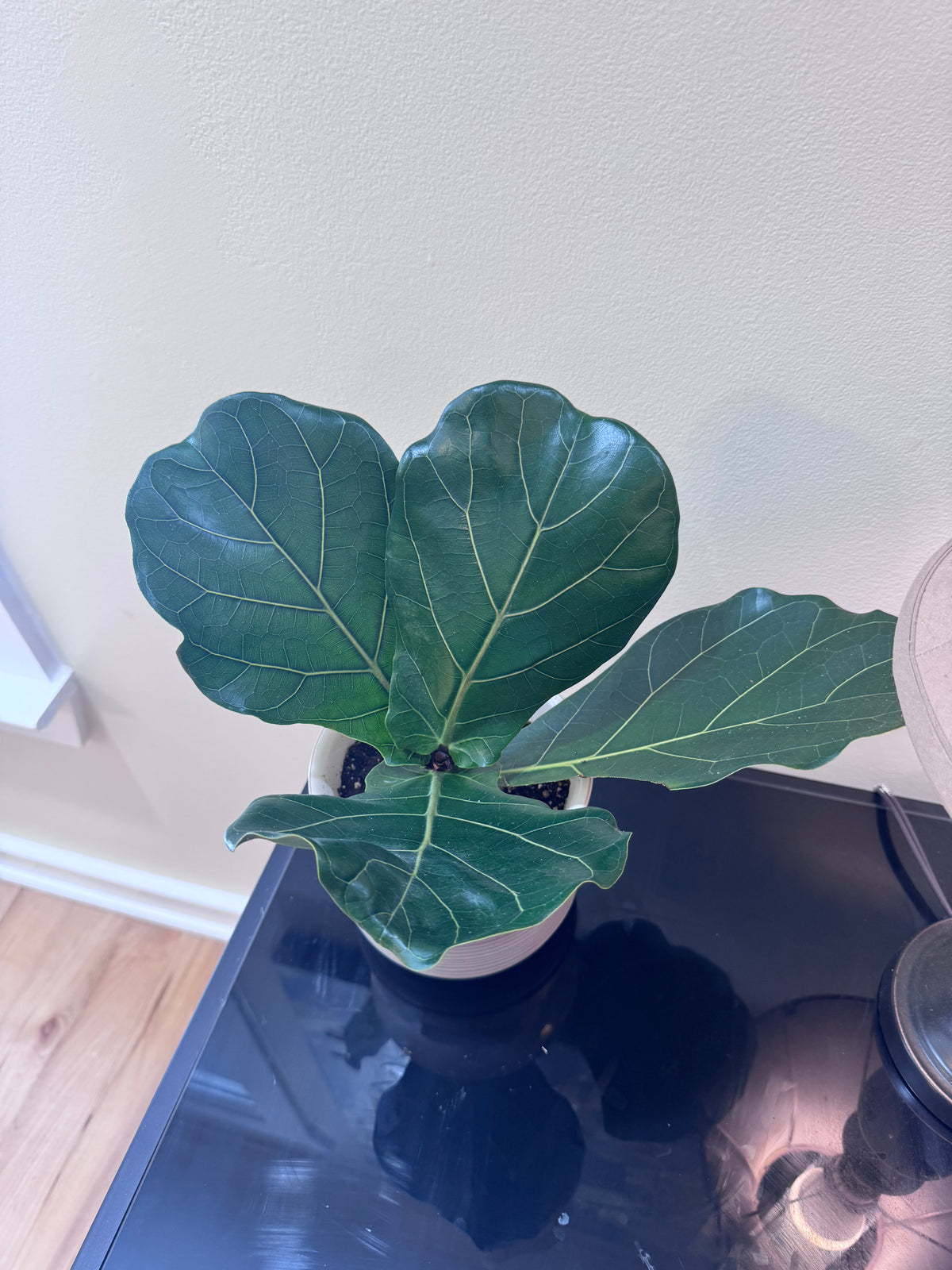Fiddle Leaf Fig — Rooted & Potted in Ceramic Planter