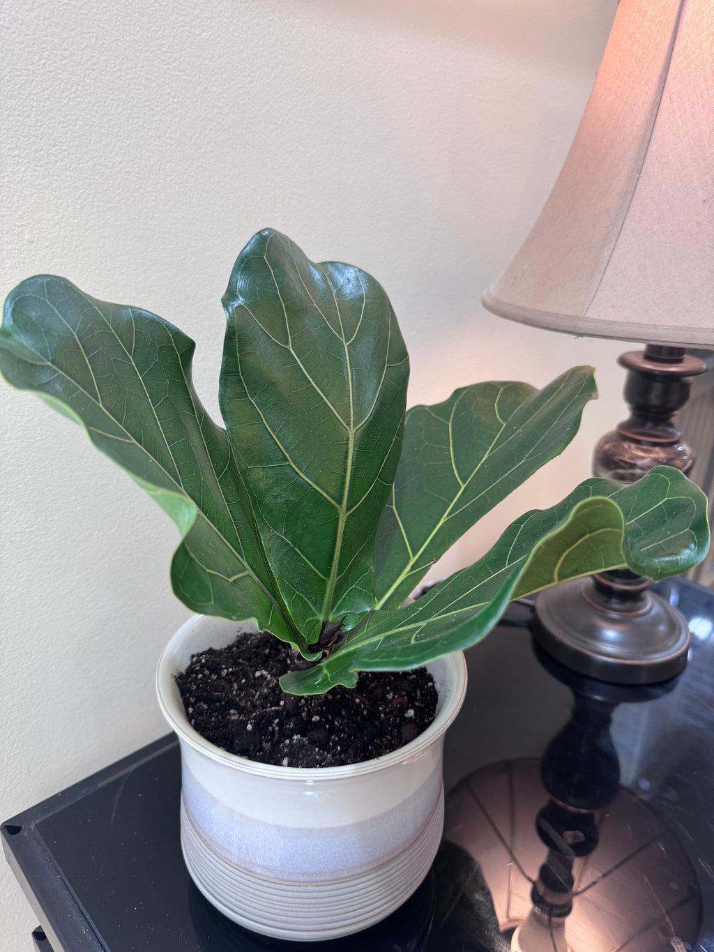 Fiddle Leaf Fig — Rooted & Potted in Ceramic Planter