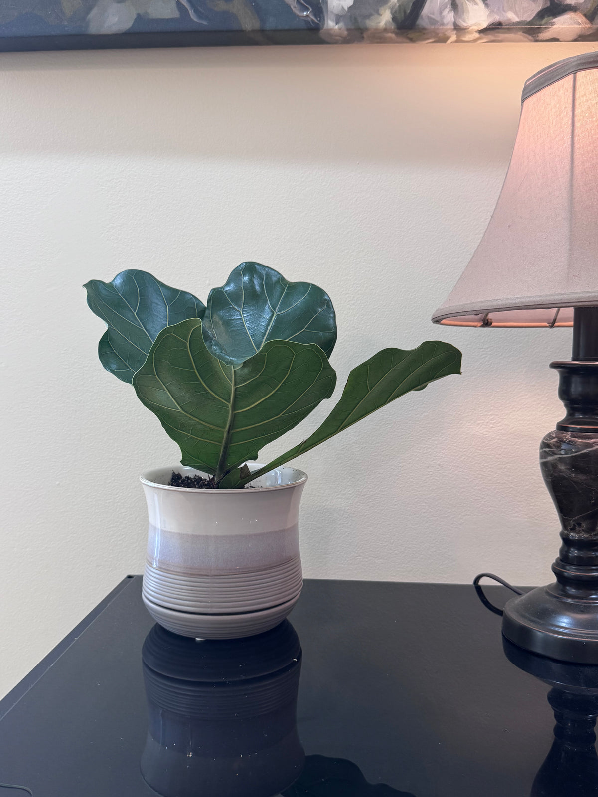 Fiddle Leaf Fig — Rooted & Potted in Ceramic Planter