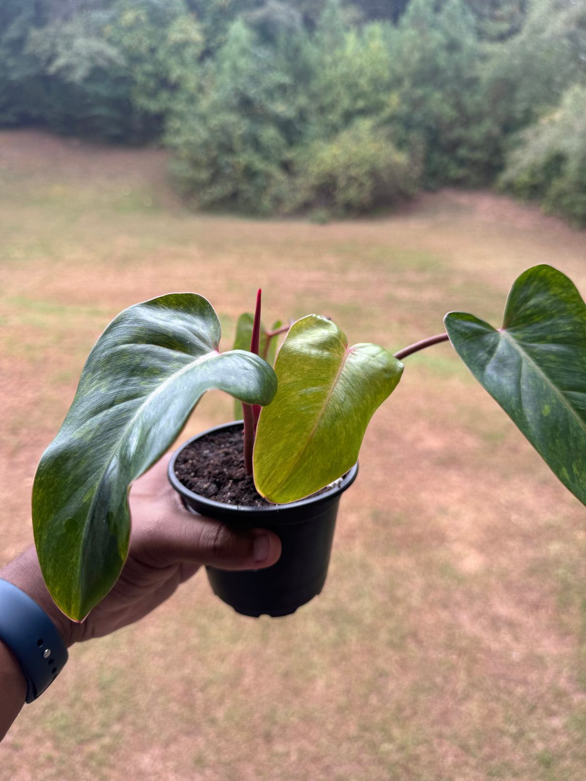 Painted Lady Philodendron