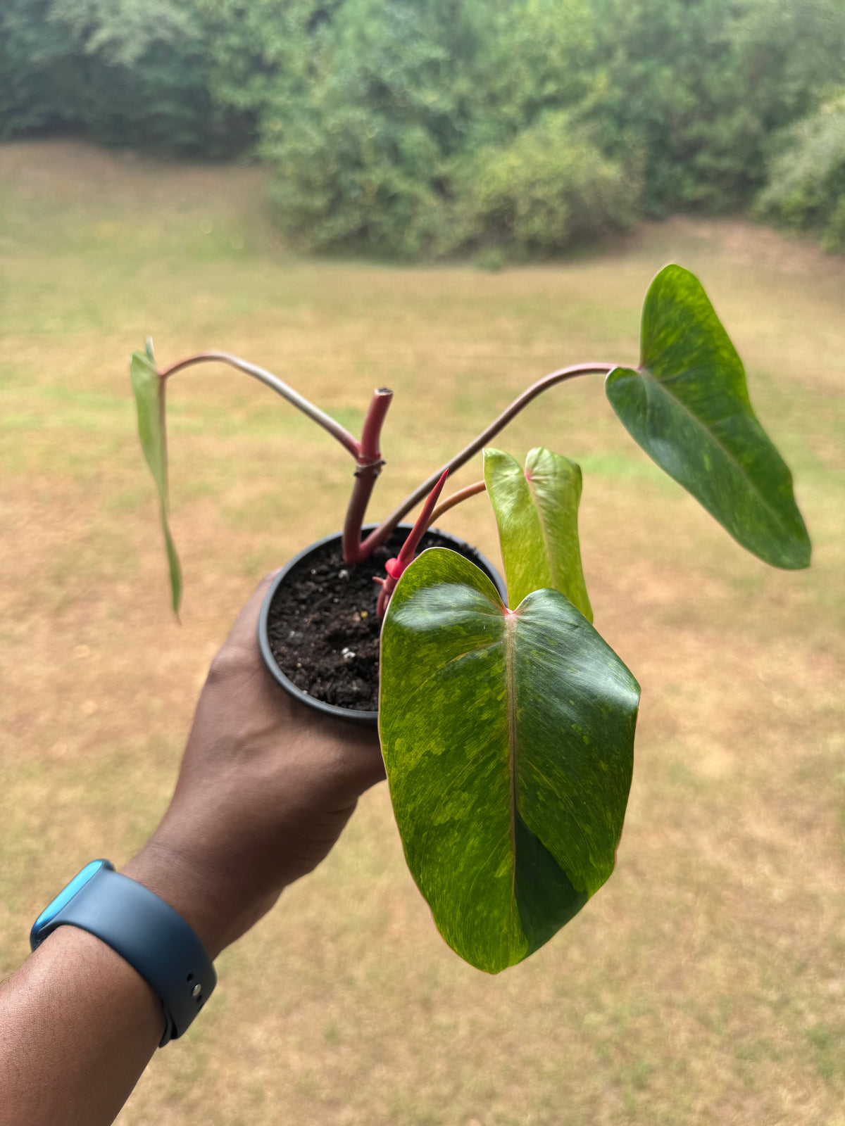 Painted Lady Philodendron